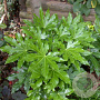 Fatsia japonica 100-125 cm 12L
