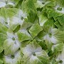 Hydrangea macrophylla 'Magical Noblesse' 30-40 cm 20L