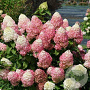 Hydrangea paniculata 'Quick Fire Fab' 80-100 cm 20L