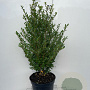 Ilex crenata 'Caroline Upright' 60-80 cm 7,5L