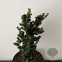 Ilex crenata 'Dwarf Pagoda' 25-30 cm 5,0L
