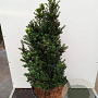 Ilex crenata 'Dwarf Pagoda' 70-80 cm 35L breed