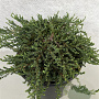 Juniperus communis 'Hibernica Prostrata' 25-30 cm 3,0L