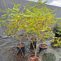 Koelreuteria paniculata 125-150 cm 20L