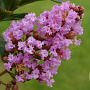 Lagerstroemia indica 'Pink Grand Sud' 125-150 cm 20L