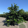 Ligustrum lucidum 80-100 cm 20L
