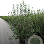 Ligustrum vulgare 100-125 cm 12L