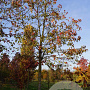 Liquidambar s. 'Worplesdon' 30-35 HO draadkluit