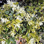 Loropetalum chinense 'Carolina Moonlinght' 100-125 cm 35L