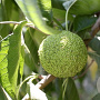 Maclura pomifera 'Cannonball' 175-200 cm 20L