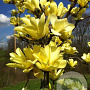 Magnolia denudata Yellow River 60-80 cm met kluit
