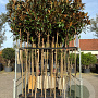 Magnolia grandiflora 6-8 HO 45L