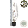 Magnolia kobus 125-150 cm 12L