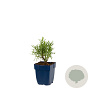 Lavandula ang. 'Munstead' GM  P11