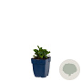 Ajuga reptans GM  P11
