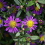Aster ageratoides 'Ezo Murazaki' GM  P11