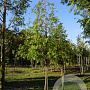 Metasequoia glyptostroboides 20-25 HO draadkluit