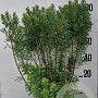 Myrica gale 80-100 cm 20L