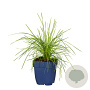 Deschampsia cespitosa GM  P11
