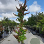 Parrotia persica 'Vanessa' 150-175 cm 20L