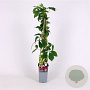 Parthenocissus quinquefolia 70 cm 2,0L