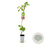 Parthenocissus quinquefolia 80-100 cm 2,5L