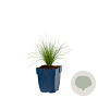 Festuca amethystina GM  P11