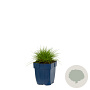 Festuca gautieri GM  P11