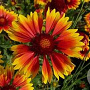 Gaillardia 'Kobold' GM  P11