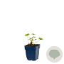 Geranium magnificum GM  P11