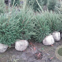 Picea abies 80-100 cm met kluit