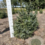 Picea omorika 80-100 cm met kluit