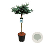 Picea pungens 'Glauca Globosa' 80 cm stam 15L kroon 50-60