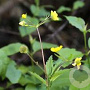 Geum coccineum 'Tosai Yellow' GM  P11
