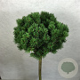 Pinus mugo 'Lilliput' 50 cm stam 7,5L
