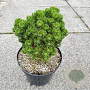 Pinus mugo 'Picobello' 25-30 cm 7,5L
