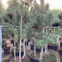 Pinus nigra 175-200 cm cont. 130L meerstammig