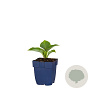 Hosta 'Halcyon' GM  P11
