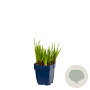 Juncus ensifolius GM  P11