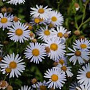 Kalimeris incisa 'Madiva' GM  P11