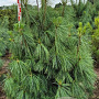 Pinus wallichiana 150-175 cm draadkluit
