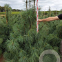 Pinus wallichiana 175-200 cm draadkluit