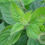 Mentha piperita 'Grapefruit' GM  P11