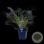Miscanthus sin. 'Red Chief' GM  P11