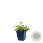 Nepeta faassenii GM  P11