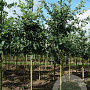 Quercus robur 14-16 HO draadkluit