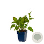 Persicaria amplexicaulis GM  P11