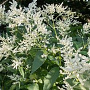 Persicaria polymorpha GM  P11