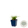 Polystichum set. 'Herrenhausen' GM  P11