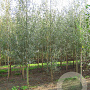 Salix alba 'Belders' 20-25 HO draadkluit